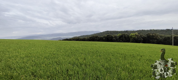 Camino Francés: Estella - Los Arcos