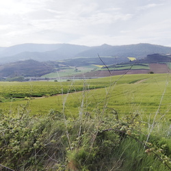 2024-04-26 - Camino Francés: Estella - Los Arcos