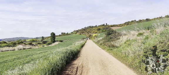 Camino Francés: Estella - Los Arcos
