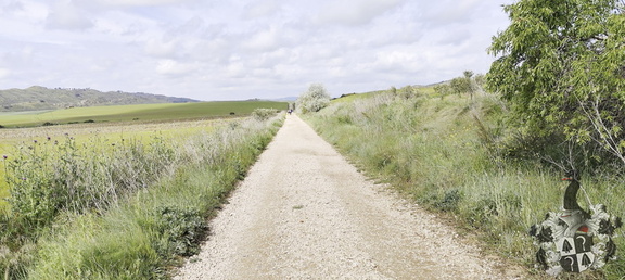 Camino Francés: Estella - Los Arcos