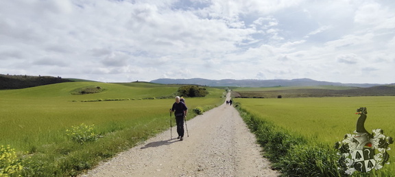 Camino Francés: Estella - Los Arcos