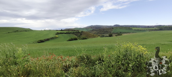 Camino Francés: Los Arcos - Viana
