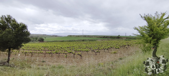 Camino Francés: Los Arcos - Viana