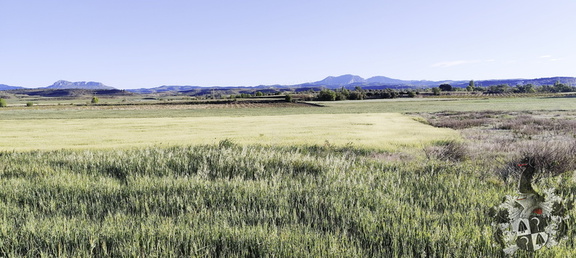 Camino Francés: Viana - Navarrete