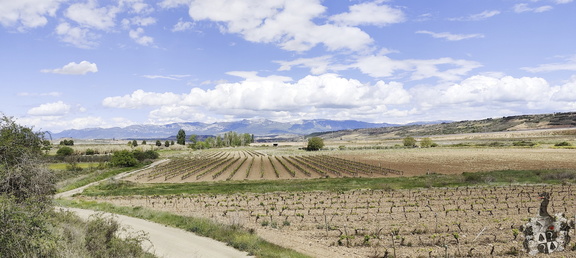 Camino Francés: Viana - Navarrete