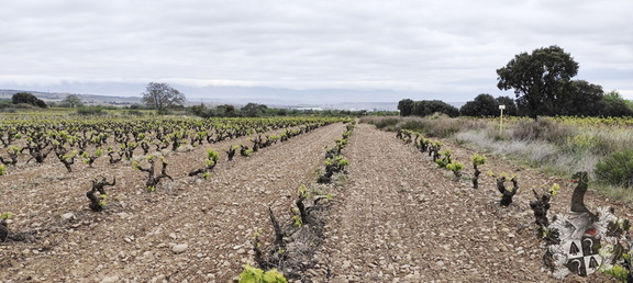 Camino Francés: Navarrete - Azofra