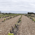 Camino Francés: Navarrete - Azofra