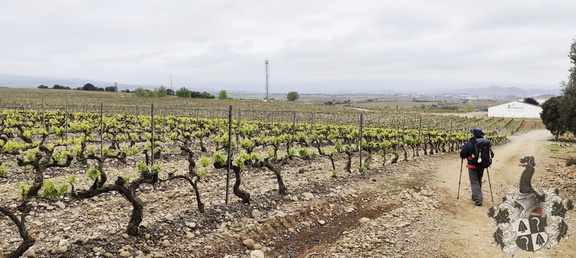 Camino Francés: Navarrete - Azofra