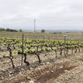 Camino Francés: Navarrete - Azofra