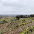 Camino Francés: Navarrete - Azofra