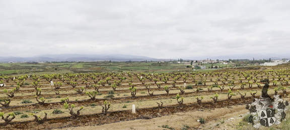 Camino Francés: Navarrete - Azofra