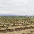 Camino Francés: Navarrete - Azofra