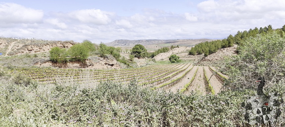 Camino Francés: Navarrete - Azofra