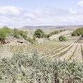 Camino Francés: Navarrete - Azofra