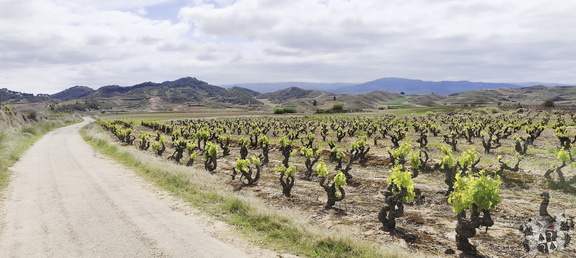 Camino Francés: Navarrete - Azofra
