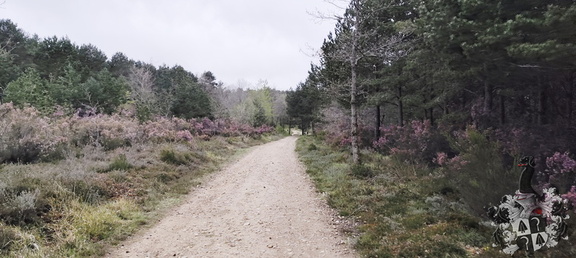 Camino Francés: Villafrance Montes de Oca - Cardeñuela-Riopico