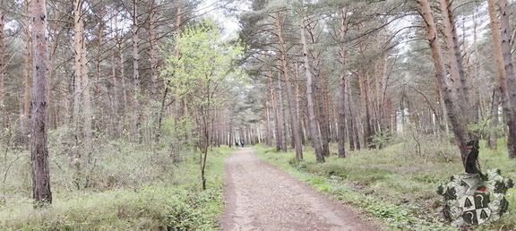 Camino Francés: Villafrance Montes de Oca - Cardeñuela-Riopico