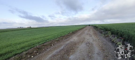 Camino Francés: Rabé de las Calzadas - Hontanas