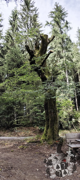 20240705-163951-0015-Rundwanderweg-Silberhaus-Platte.jpg