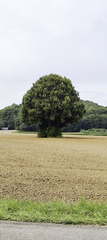 Fränkischer Jakobusnebenweg Gößweinstein - Hiltpoltstein