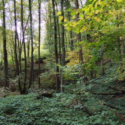 2024-20-12 - Teufelsgraben, Teufelsbrücke, Lost Place, Hohe Straße