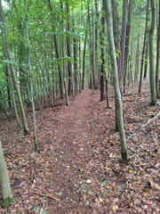Mittelfränkischer Jakobusweg: Schönbronn - Unterheßbach