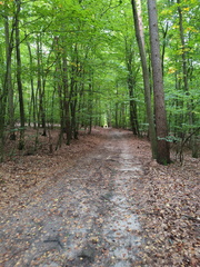 Jakobusweg-Zubringer: Neudrossenfeld - Bayreuth