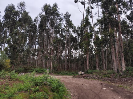 Caminho Português - Redondela - Pontevedra