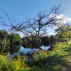 2026-05-05 - Caminho Português - E Spiritual - Barrantes - Vilanova de Arousa