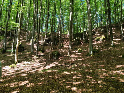 Oberfränkischer Jakobusweg: Betzenstein - Gräfenberg
