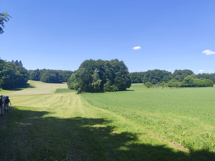 Oberfränkischer Jakobusweg: Betzenstein - Gräfenberg