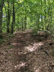 Fränkischer Jakobsweg: Zapfendorf - Bamberg